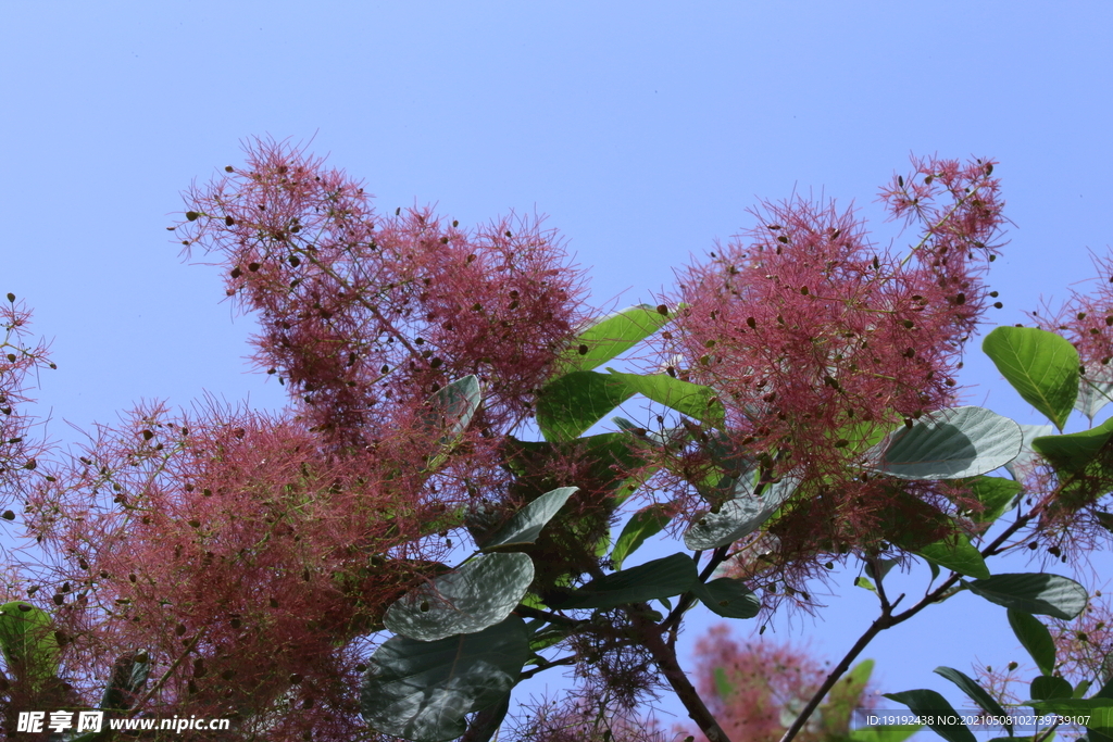 黄栌花 