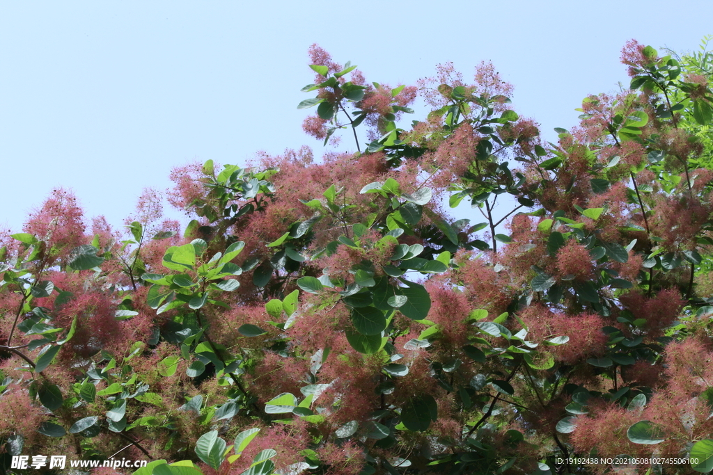 黄栌花