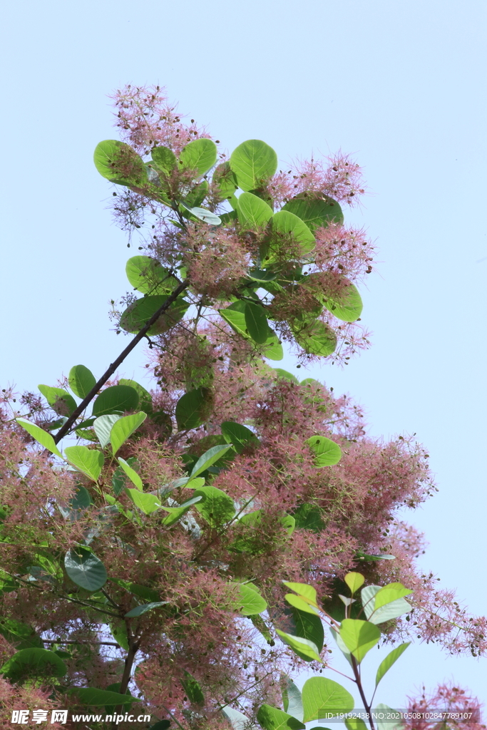 黄栌花