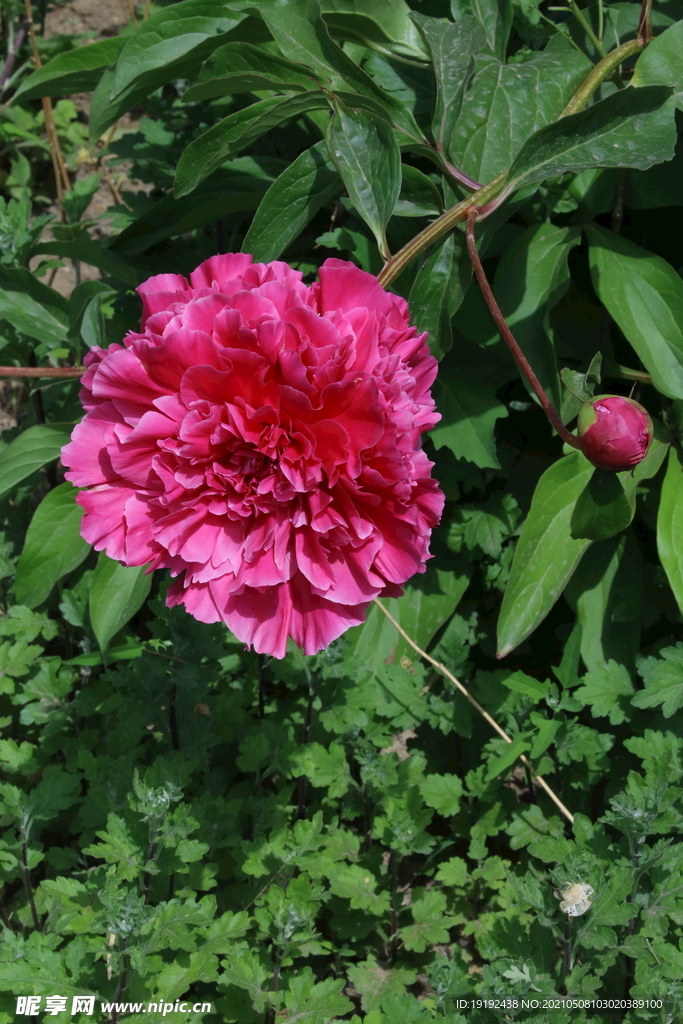 芍药花 