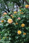 月季花 