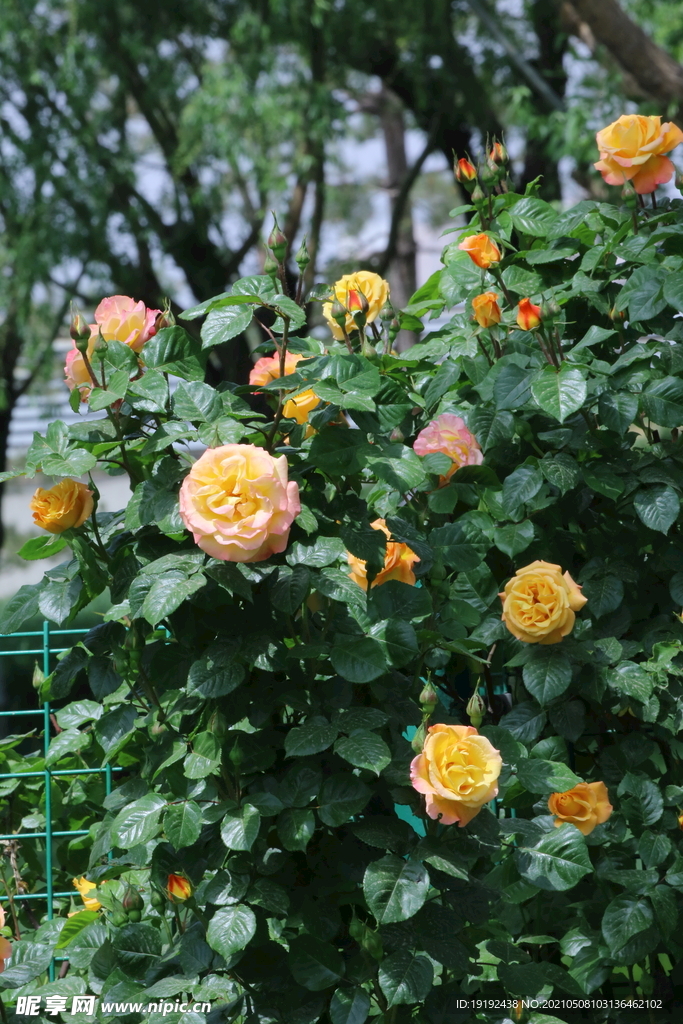 月季花 
