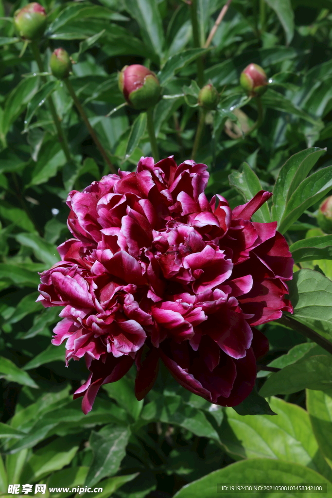 芍药花