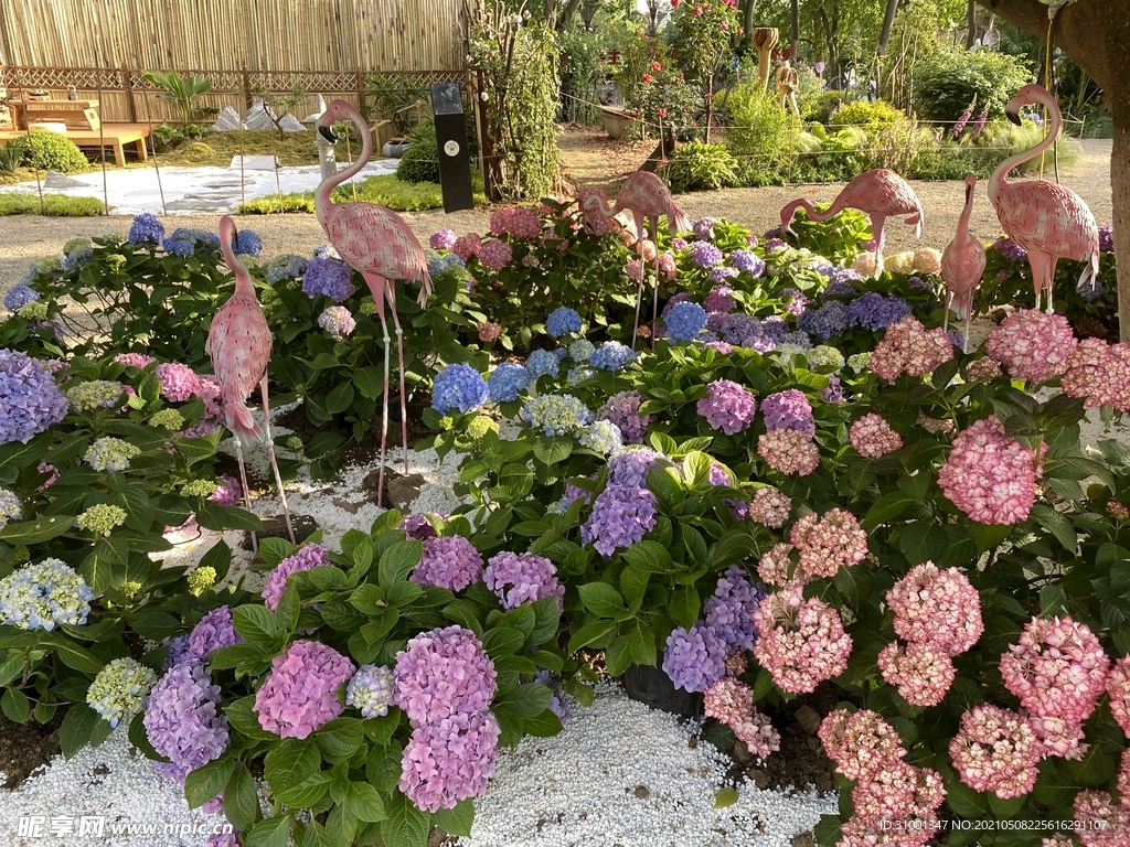 绣球花