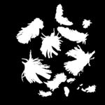 羽毛 素材