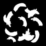 羽毛 素材