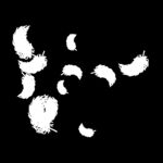 羽毛 素材