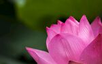 莲花