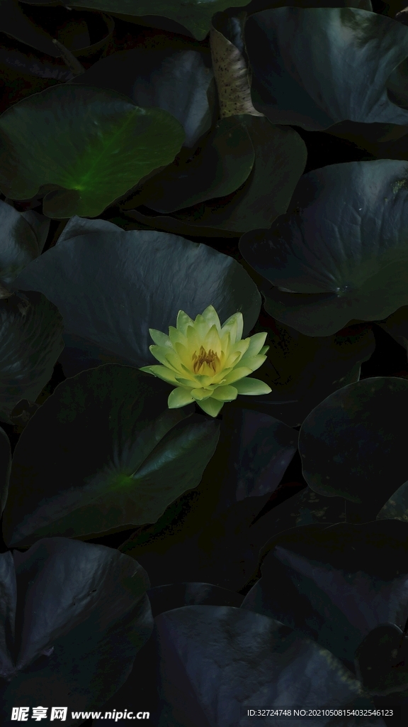 睡莲