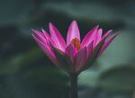 睡莲