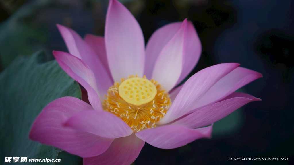 荷花