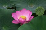 莲花