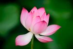 莲花