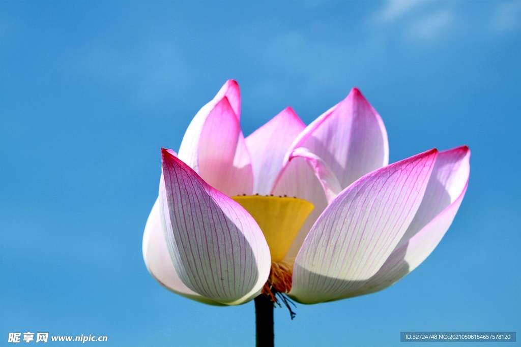 莲花