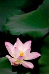 莲花
