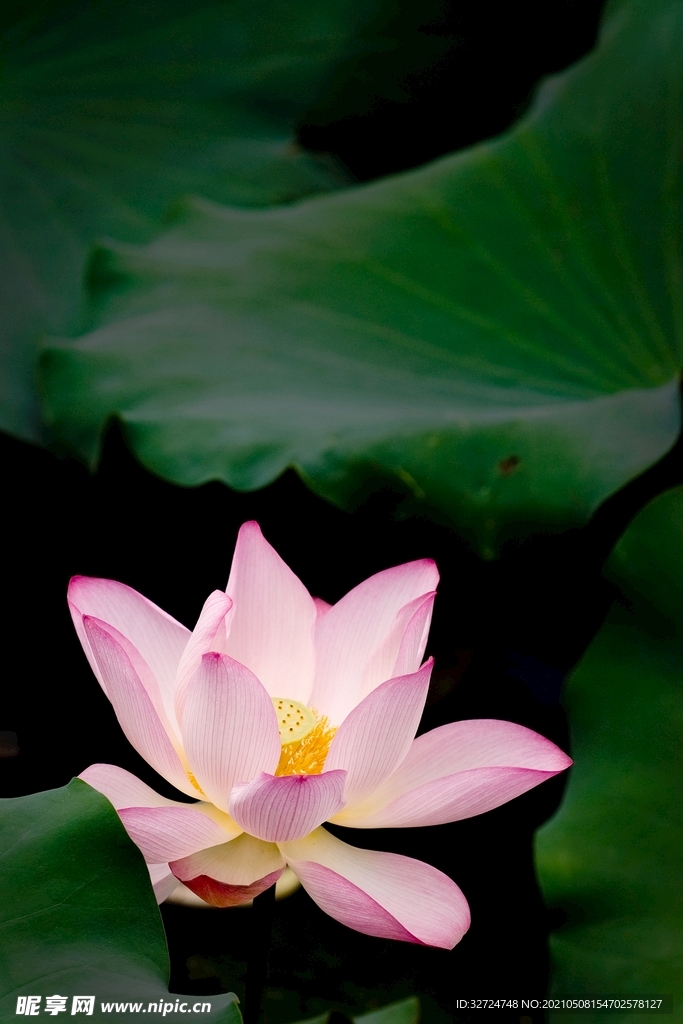 莲花