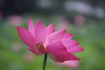 莲花