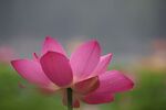 莲花