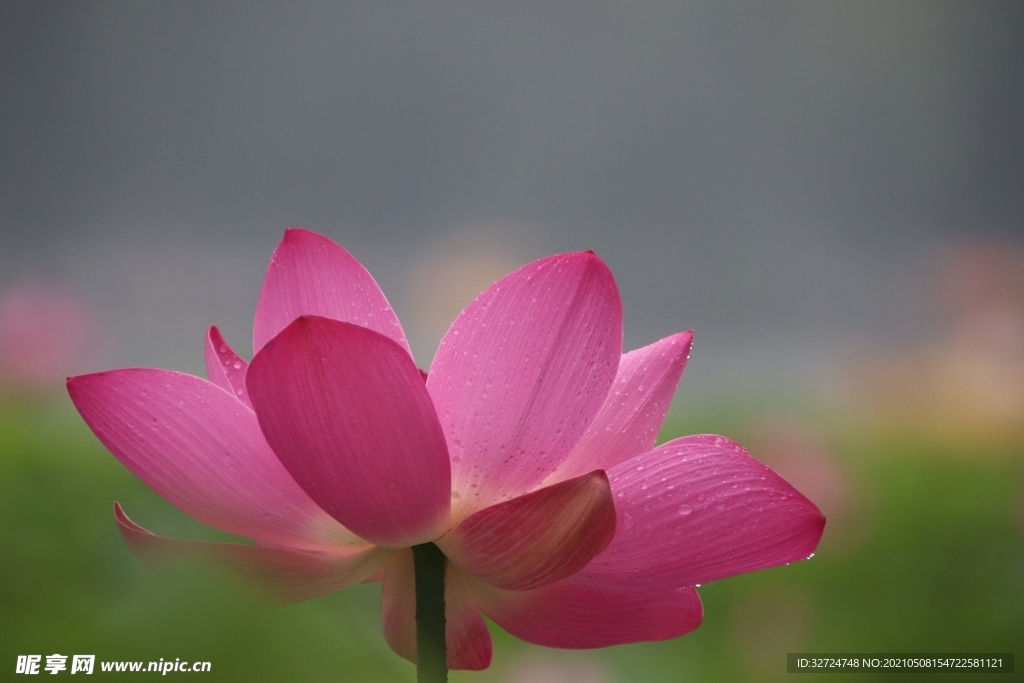 莲花