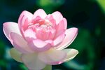 莲花