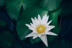 莲花