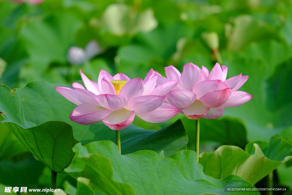 莲花