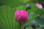 莲花