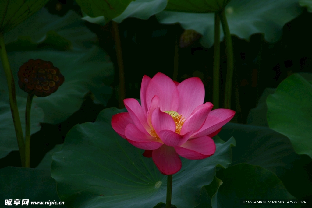 莲花