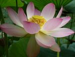莲花