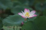 莲花