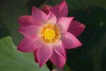 莲花