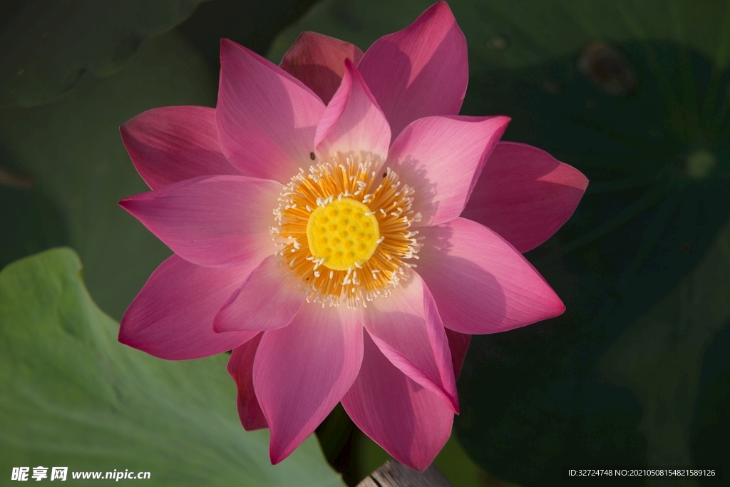 莲花