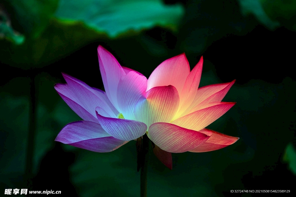 荷花