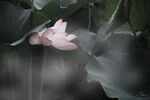 莲花