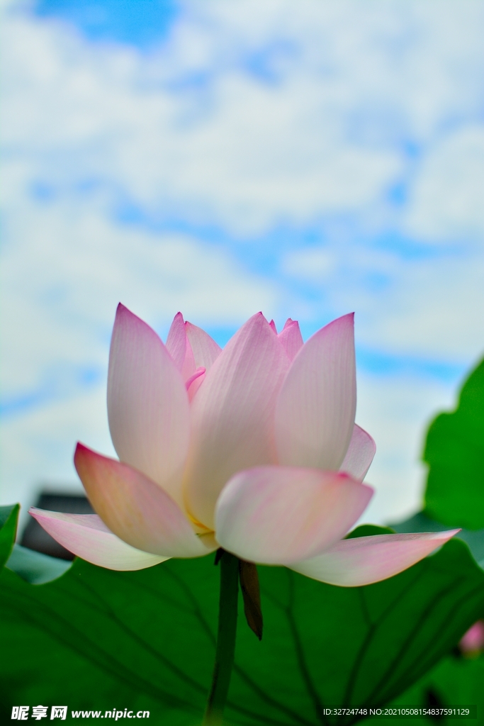 荷花