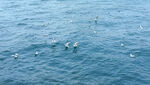 大海 海鸥