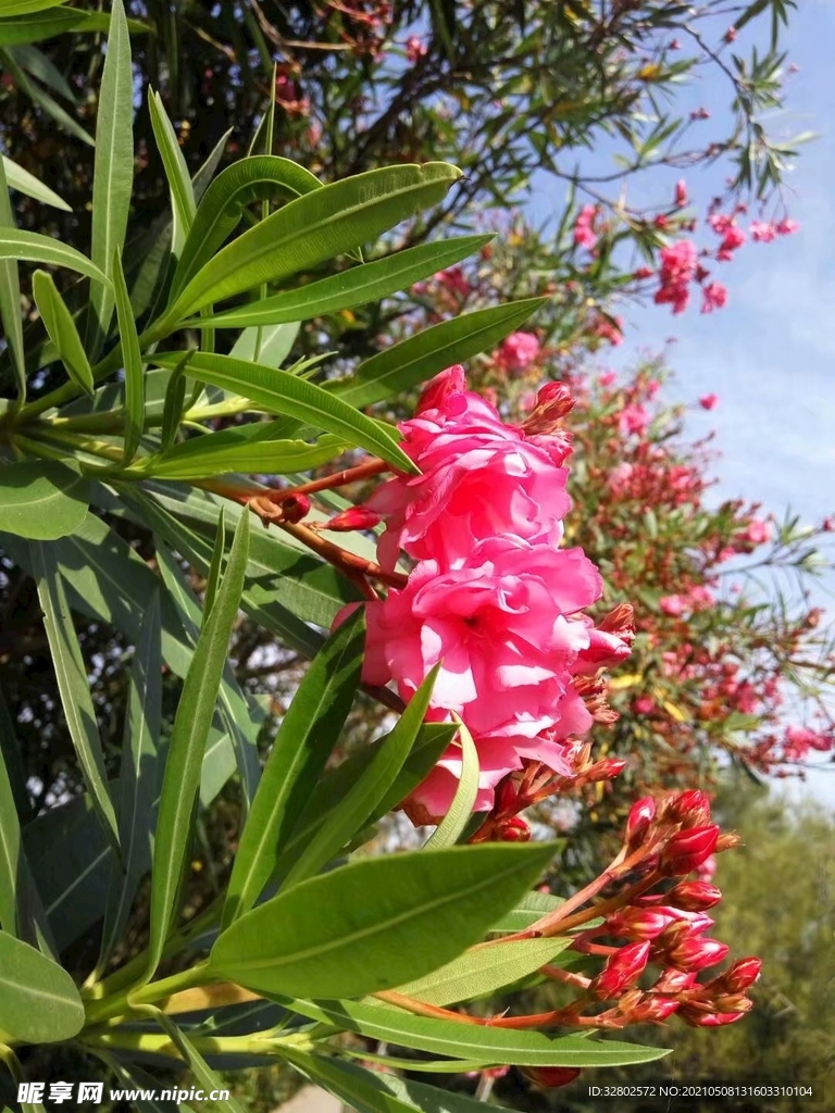 花