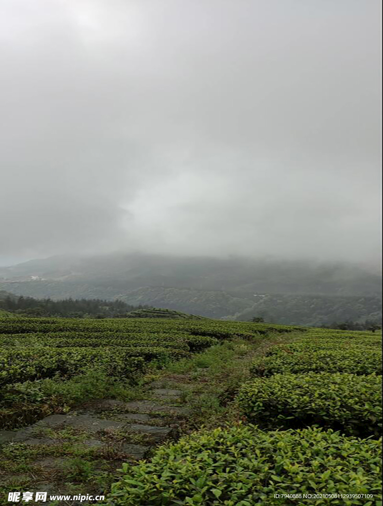 高山云雾茶园延时拍摄