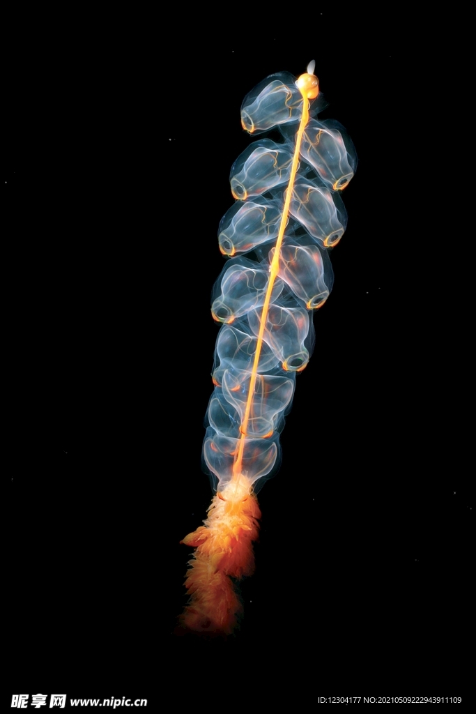 水母 