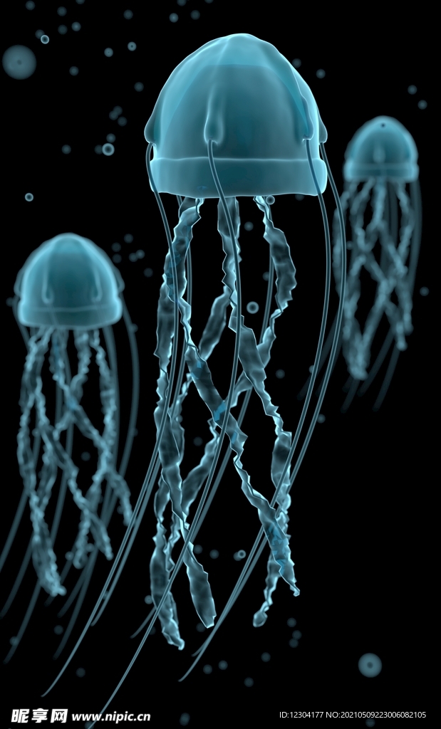 水母 