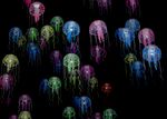 水母 