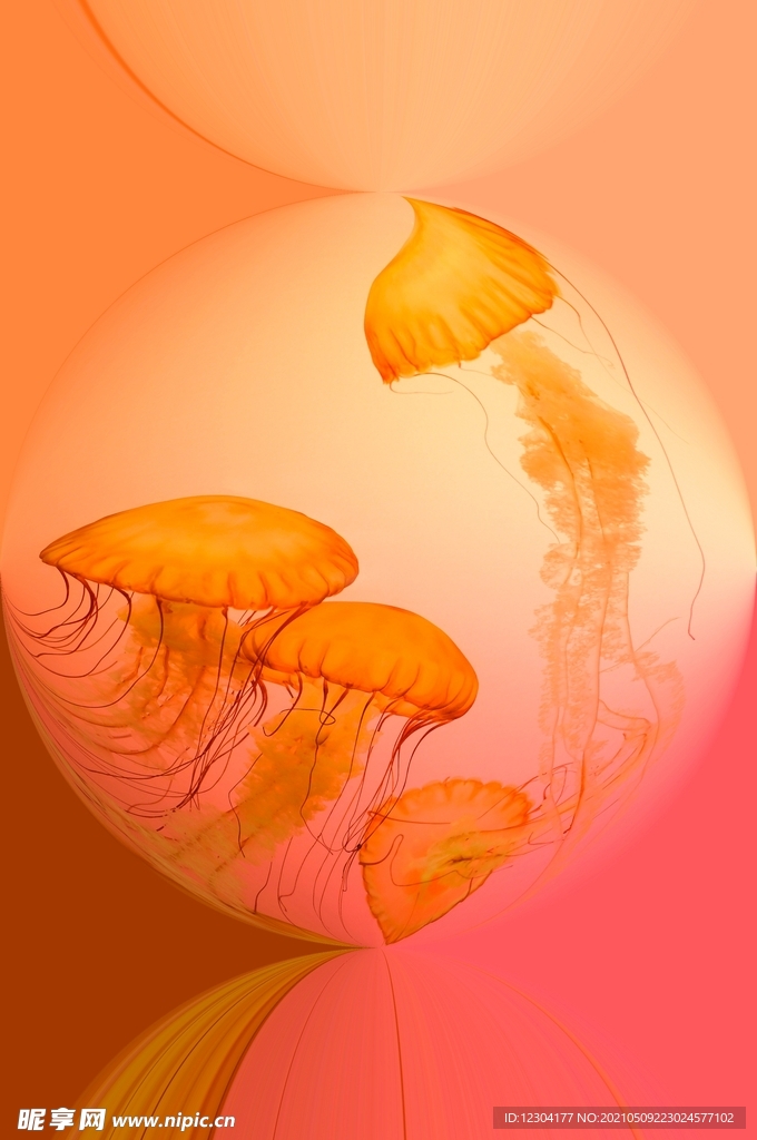 水母 