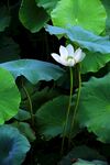 莲花 