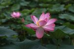 莲花 