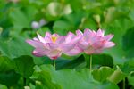 莲花 