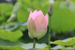 莲花 