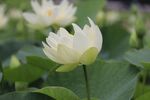 莲花 