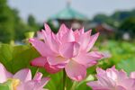 莲花 