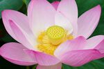 莲花 