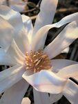 木兰花 